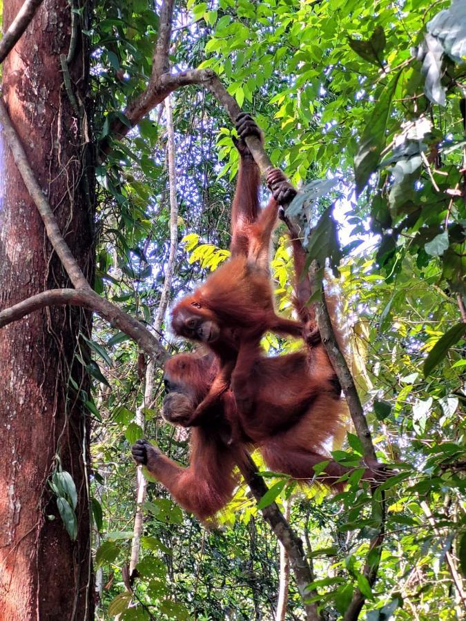 Jungle Life Guest House - Trekking & Transport Only Book With Us Bukit Lawang Εξωτερικό φωτογραφία