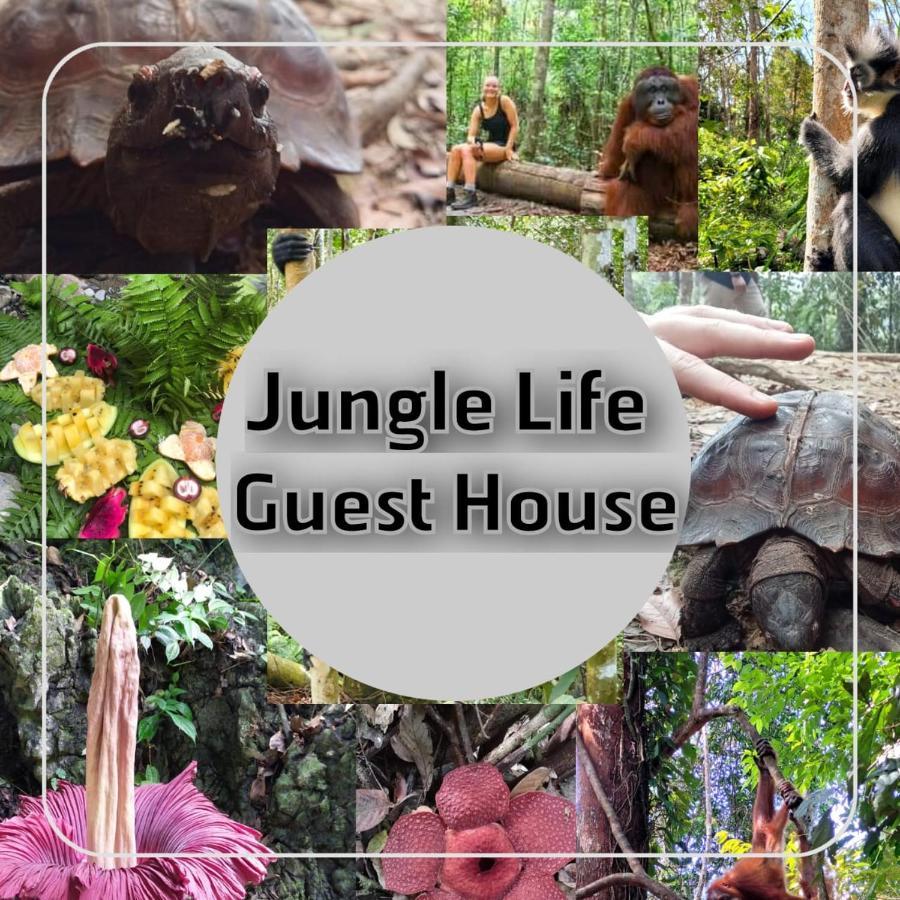 Jungle Life Guest House - Trekking & Transport Only Book With Us Bukit Lawang Εξωτερικό φωτογραφία