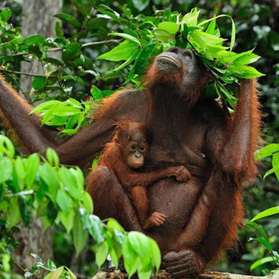 Jungle Life Guest House - Trekking & Transport Only Book With Us Bukit Lawang Εξωτερικό φωτογραφία