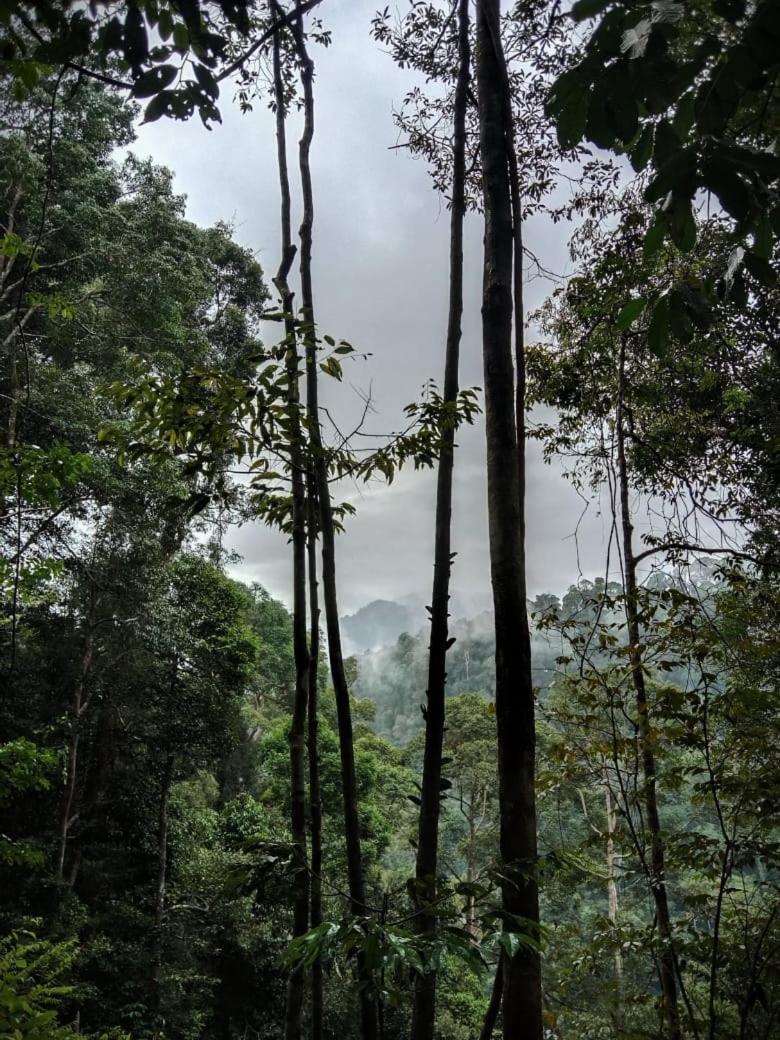 Jungle Life Guest House - Trekking & Transport Only Book With Us Bukit Lawang Εξωτερικό φωτογραφία