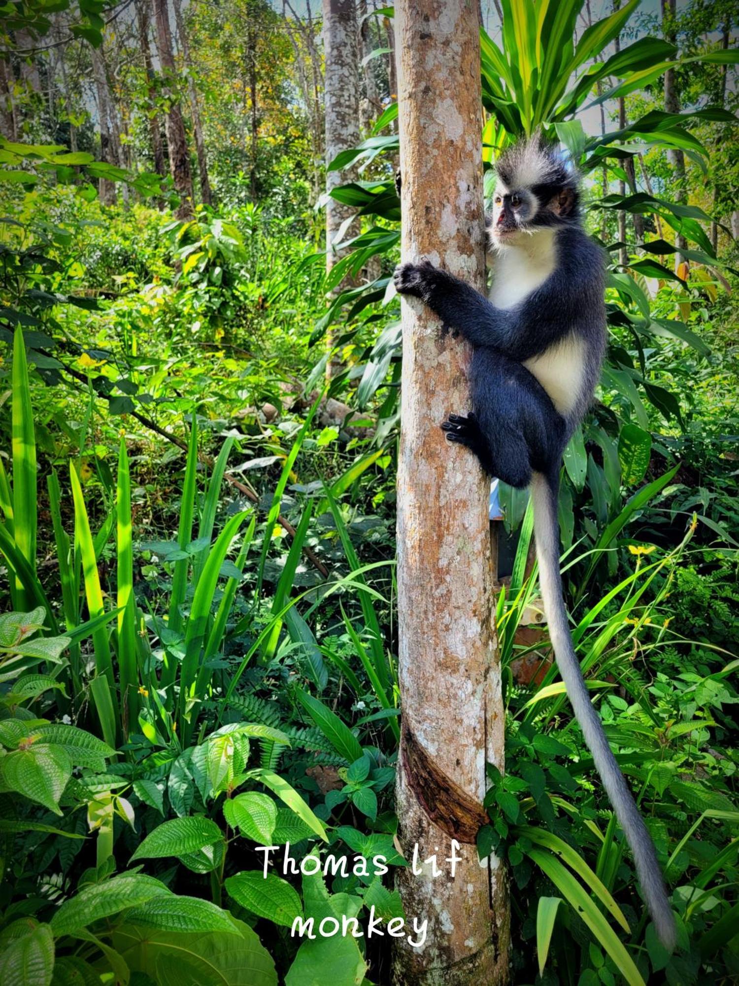 Jungle Life Guest House - Trekking & Transport Only Book With Us Bukit Lawang Εξωτερικό φωτογραφία