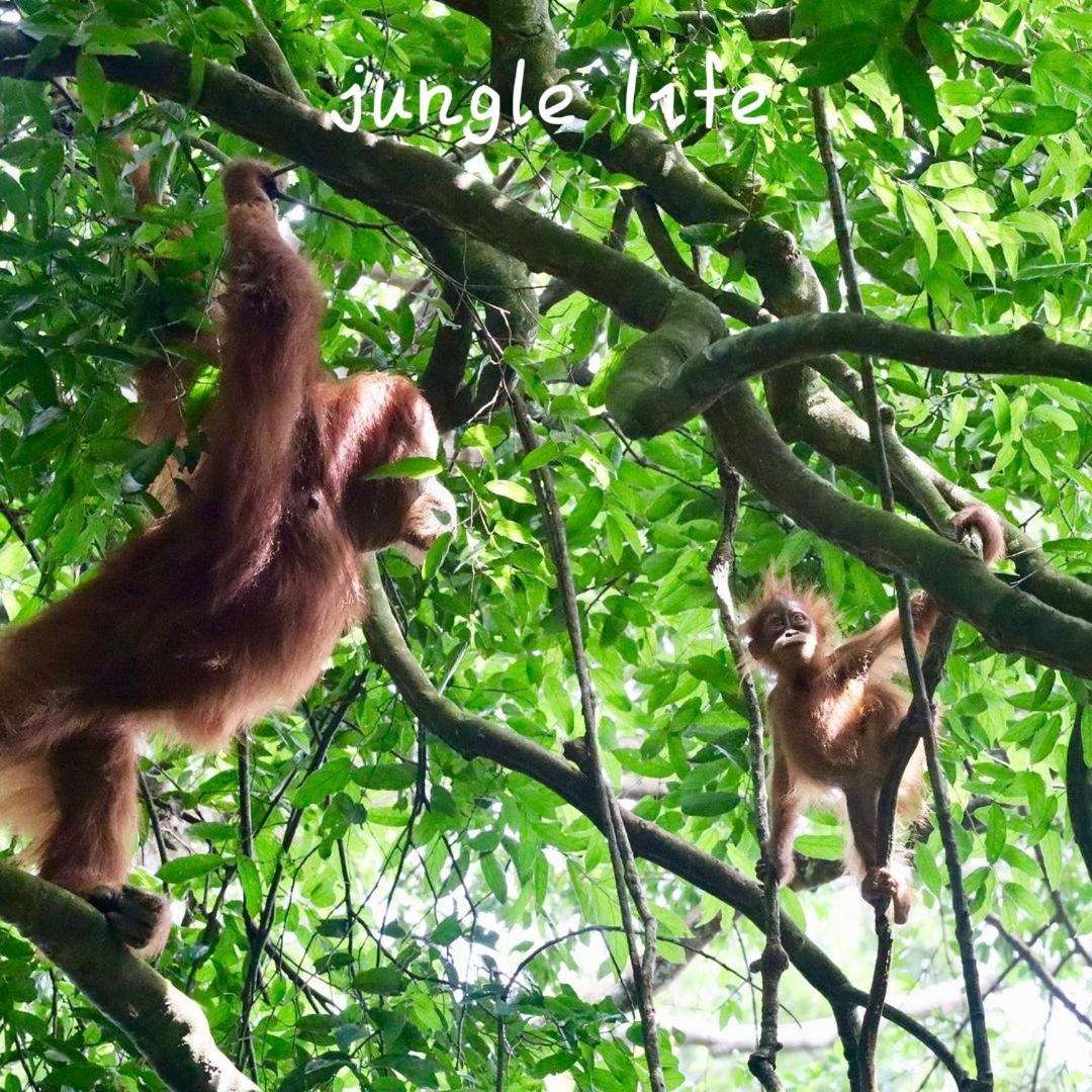 Jungle Life Guest House - Trekking & Transport Only Book With Us Bukit Lawang Εξωτερικό φωτογραφία
