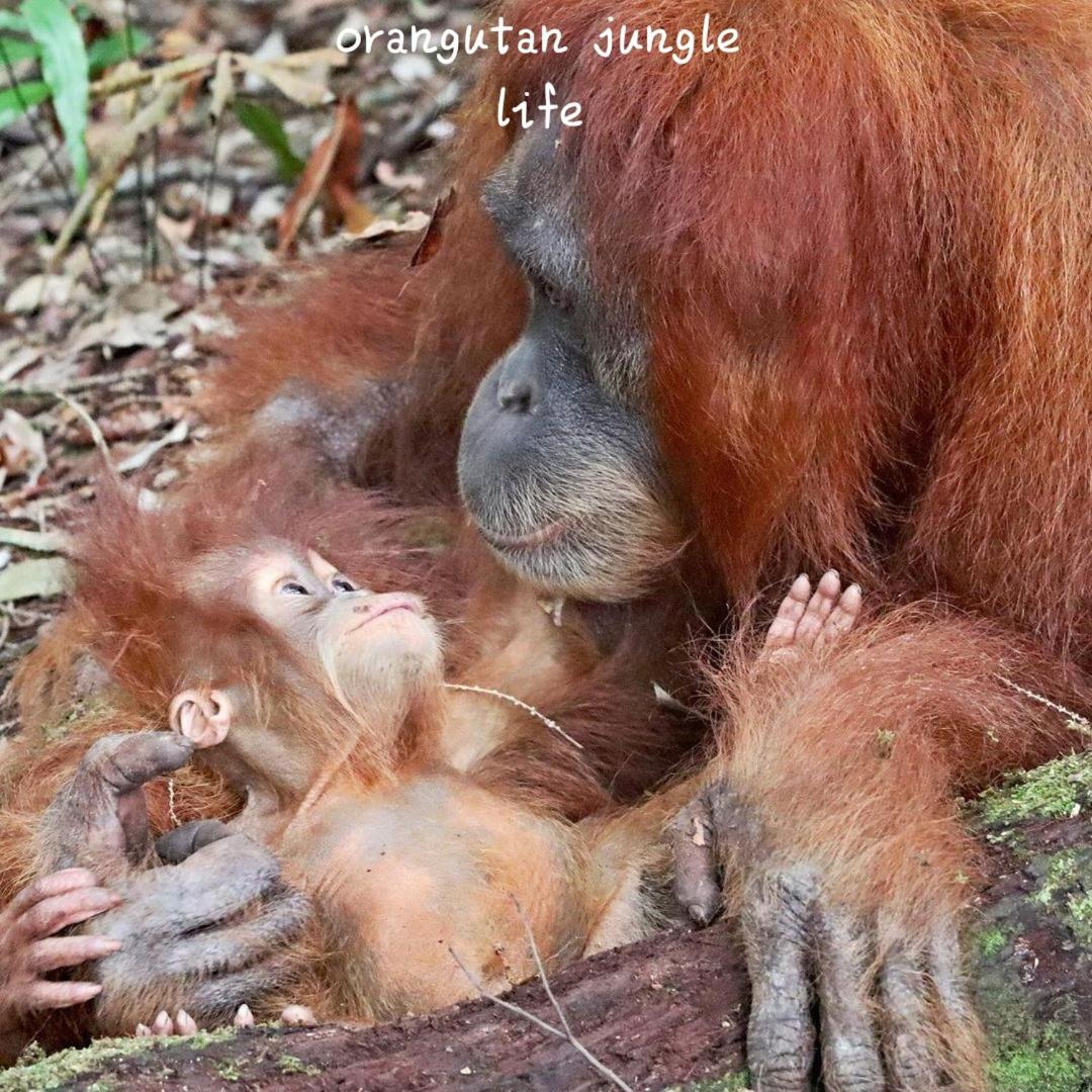 Jungle Life Guest House - Trekking & Transport Only Book With Us Bukit Lawang Εξωτερικό φωτογραφία