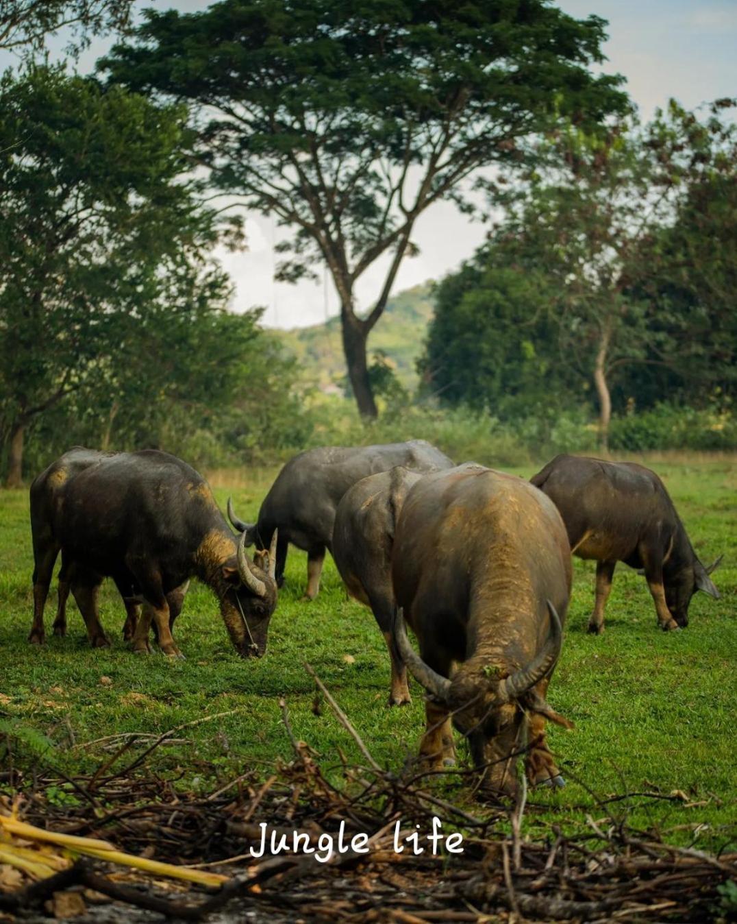 Jungle Life Guest House - Trekking & Transport Only Book With Us Bukit Lawang Εξωτερικό φωτογραφία