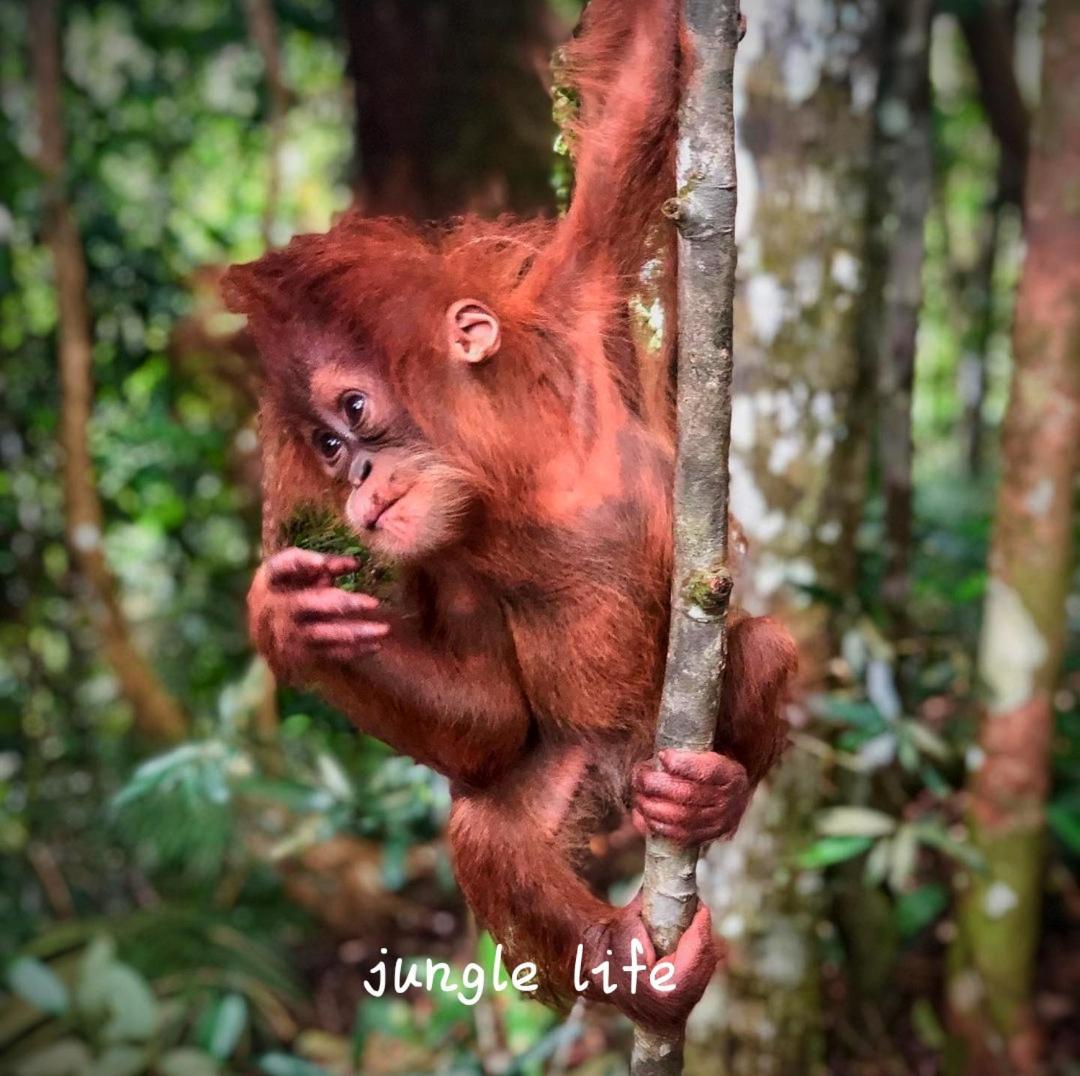 Jungle Life Guest House - Trekking & Transport Only Book With Us Bukit Lawang Εξωτερικό φωτογραφία