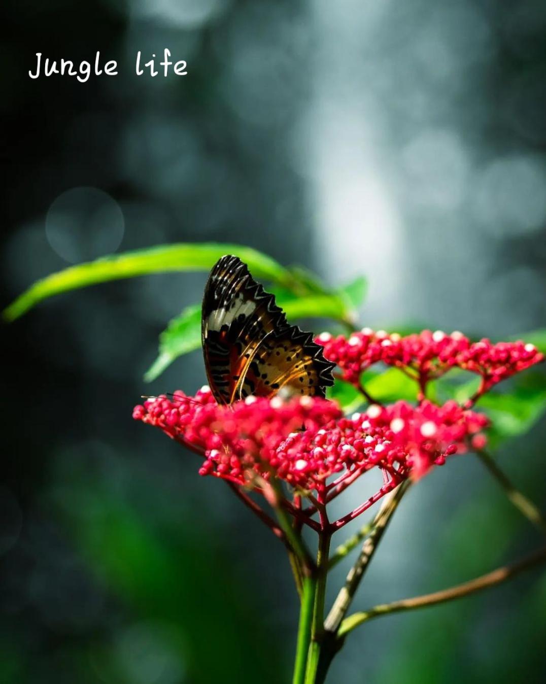 Jungle Life Guest House - Trekking & Transport Only Book With Us Bukit Lawang Εξωτερικό φωτογραφία