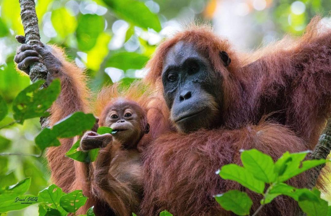 Jungle Life Guest House - Trekking & Transport Only Book With Us Bukit Lawang Εξωτερικό φωτογραφία