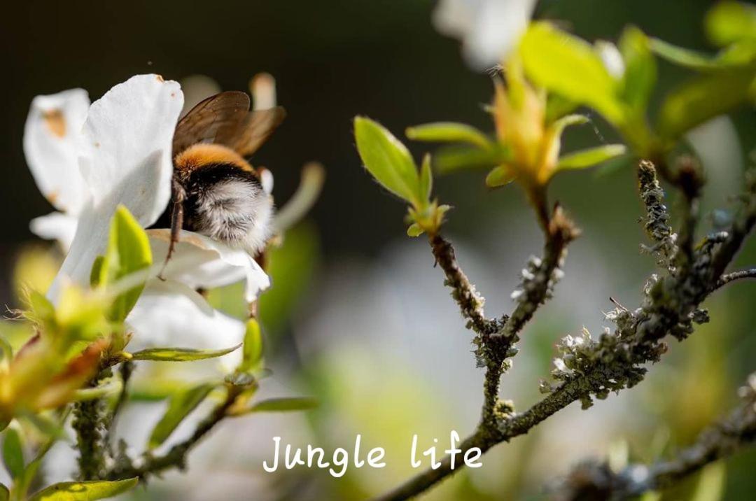 Jungle Life Guest House - Trekking & Transport Only Book With Us Bukit Lawang Εξωτερικό φωτογραφία