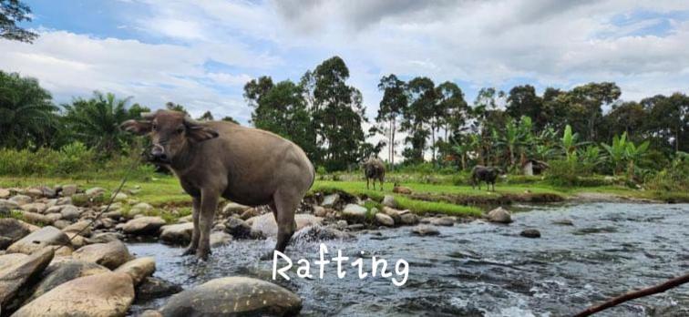 Jungle Life Guest House - Trekking & Transport Only Book With Us Bukit Lawang Εξωτερικό φωτογραφία