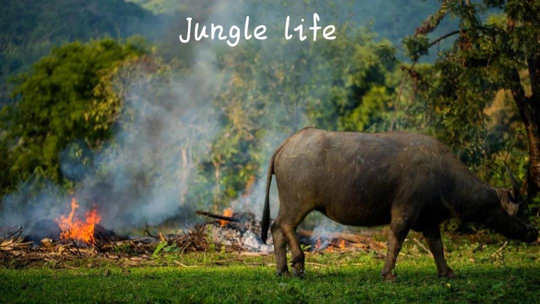 Jungle Life Guest House - Trekking & Transport Only Book With Us Bukit Lawang Εξωτερικό φωτογραφία