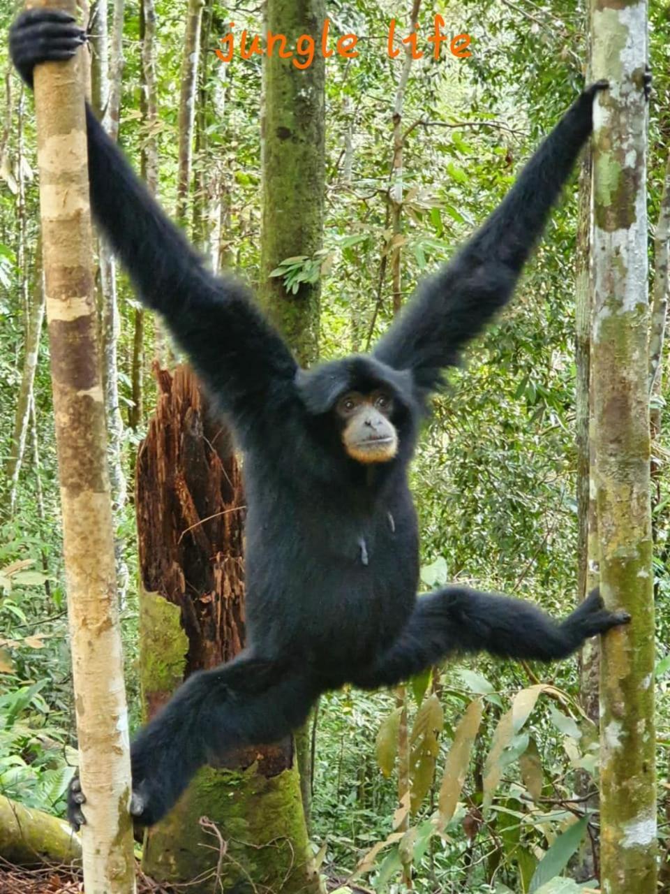 Jungle Life Guest House - Trekking & Transport Only Book With Us Bukit Lawang Εξωτερικό φωτογραφία