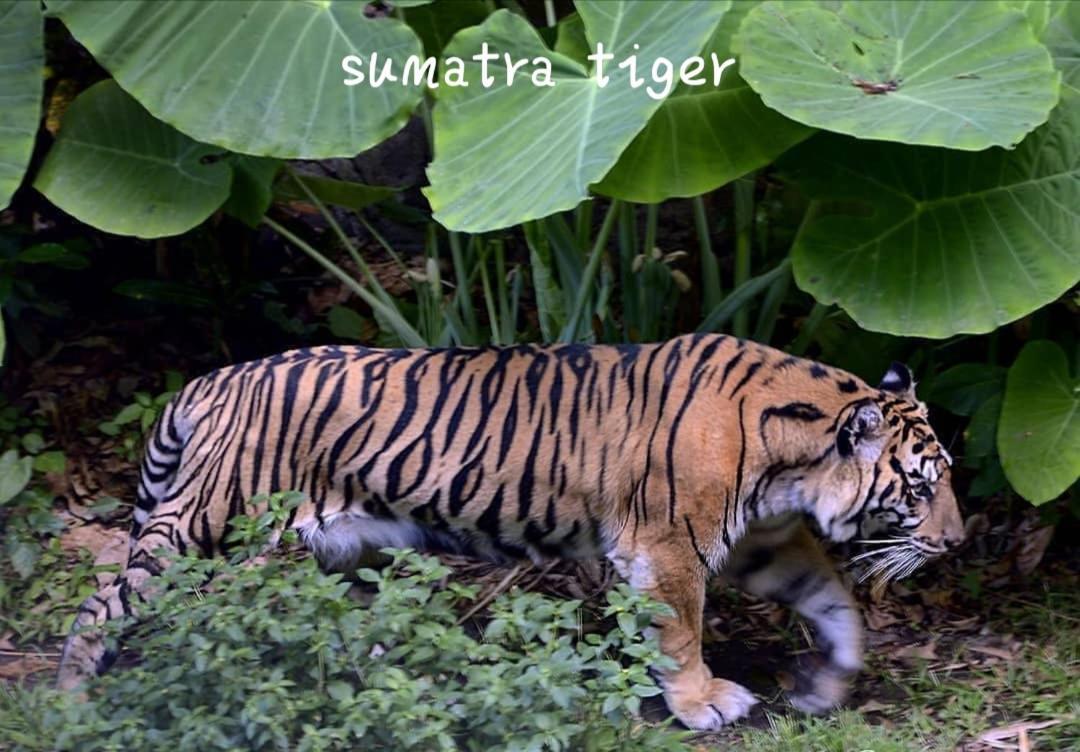 Jungle Life Guest House - Trekking & Transport Only Book With Us Bukit Lawang Εξωτερικό φωτογραφία