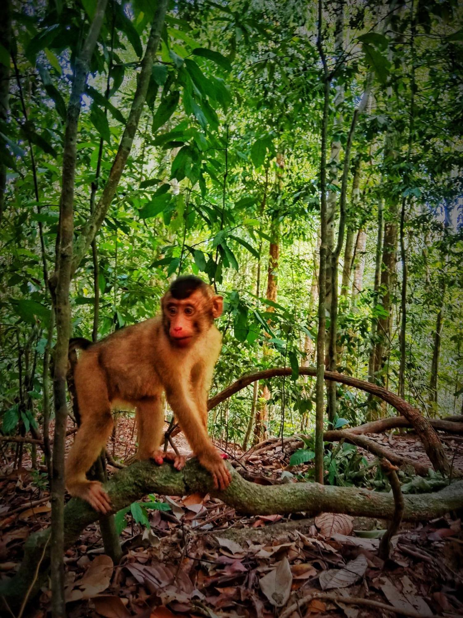 Jungle Life Guest House - Trekking & Transport Only Book With Us Bukit Lawang Εξωτερικό φωτογραφία