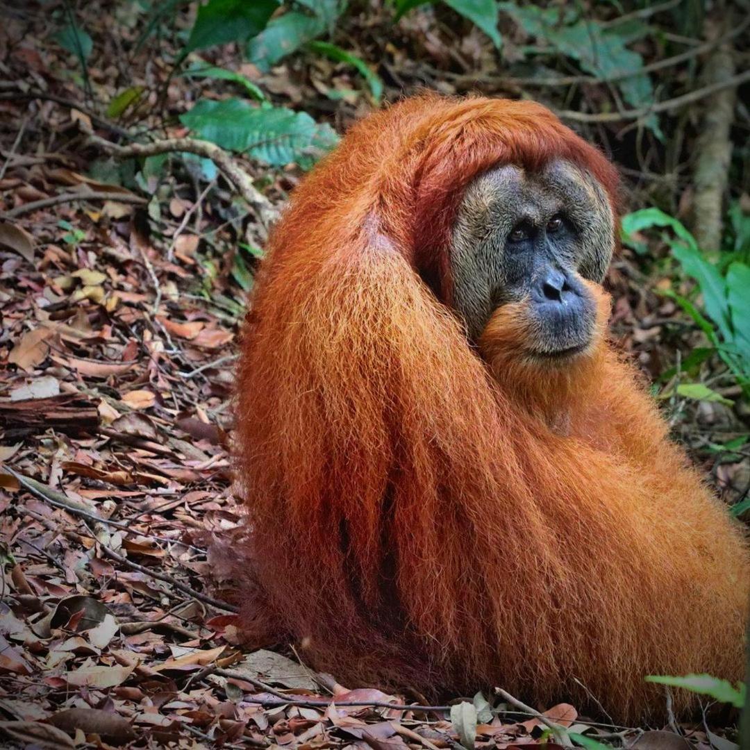 Jungle Life Guest House - Trekking & Transport Only Book With Us Bukit Lawang Εξωτερικό φωτογραφία