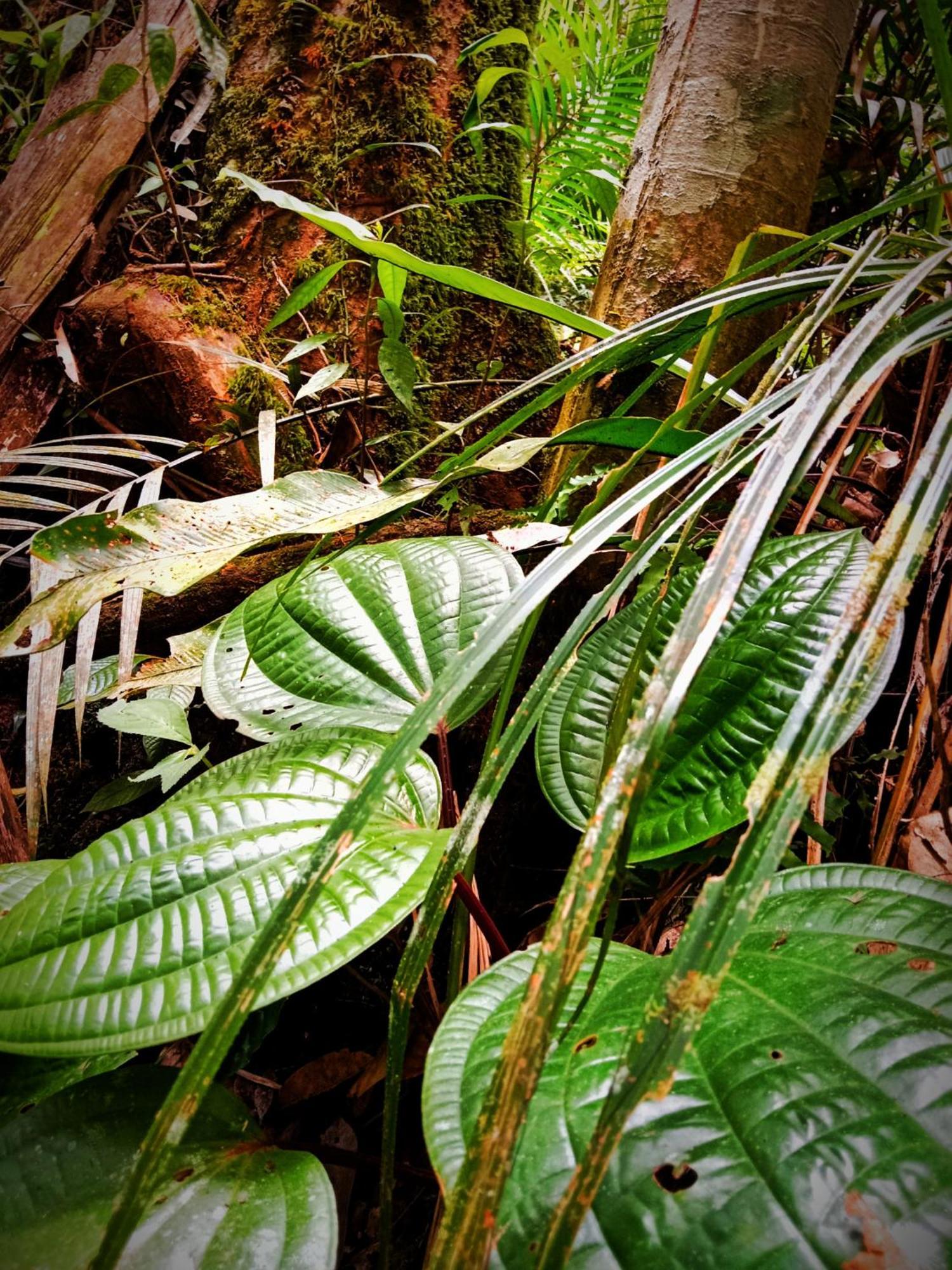 Jungle Life Guest House - Trekking & Transport Only Book With Us Bukit Lawang Εξωτερικό φωτογραφία