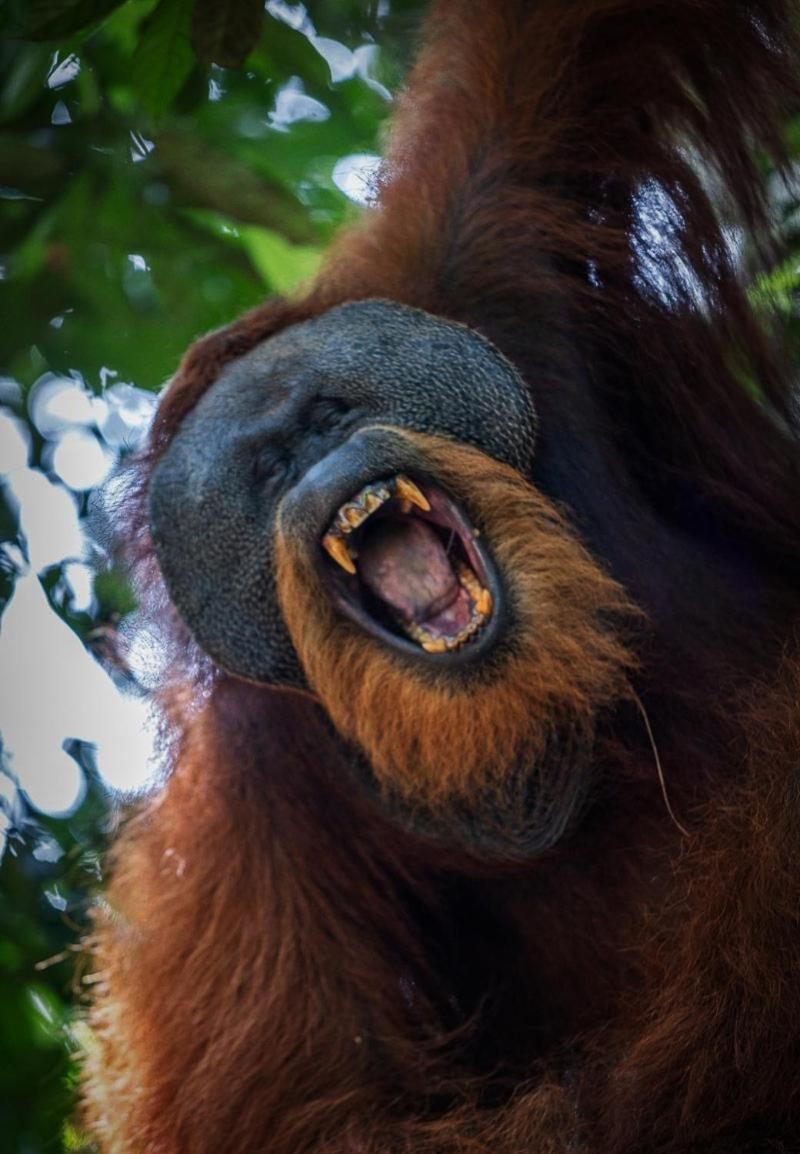 Jungle Life Guest House - Trekking & Transport Only Book With Us Bukit Lawang Εξωτερικό φωτογραφία