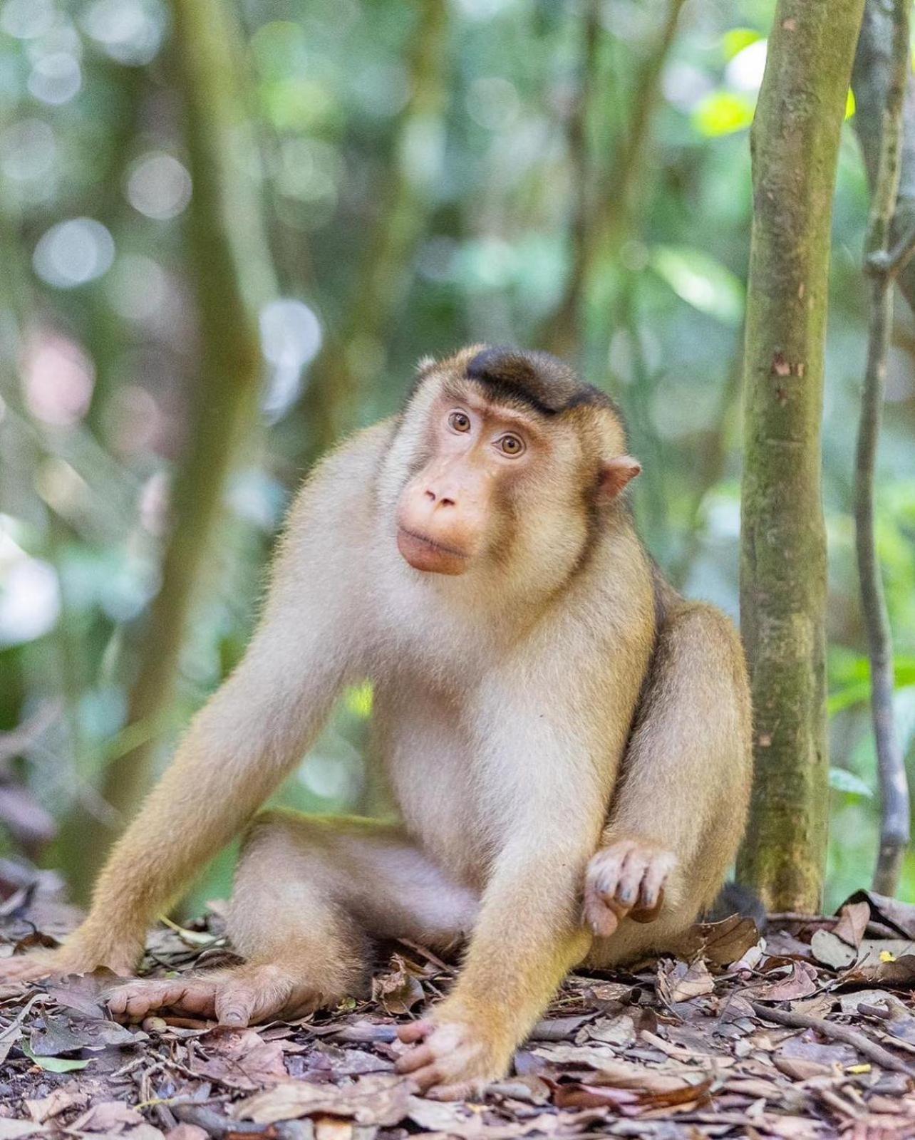 Jungle Life Guest House - Trekking & Transport Only Book With Us Bukit Lawang Εξωτερικό φωτογραφία