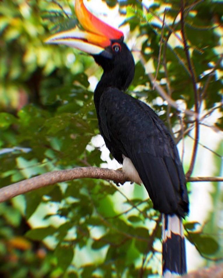 Jungle Life Guest House - Trekking & Transport Only Book With Us Bukit Lawang Εξωτερικό φωτογραφία