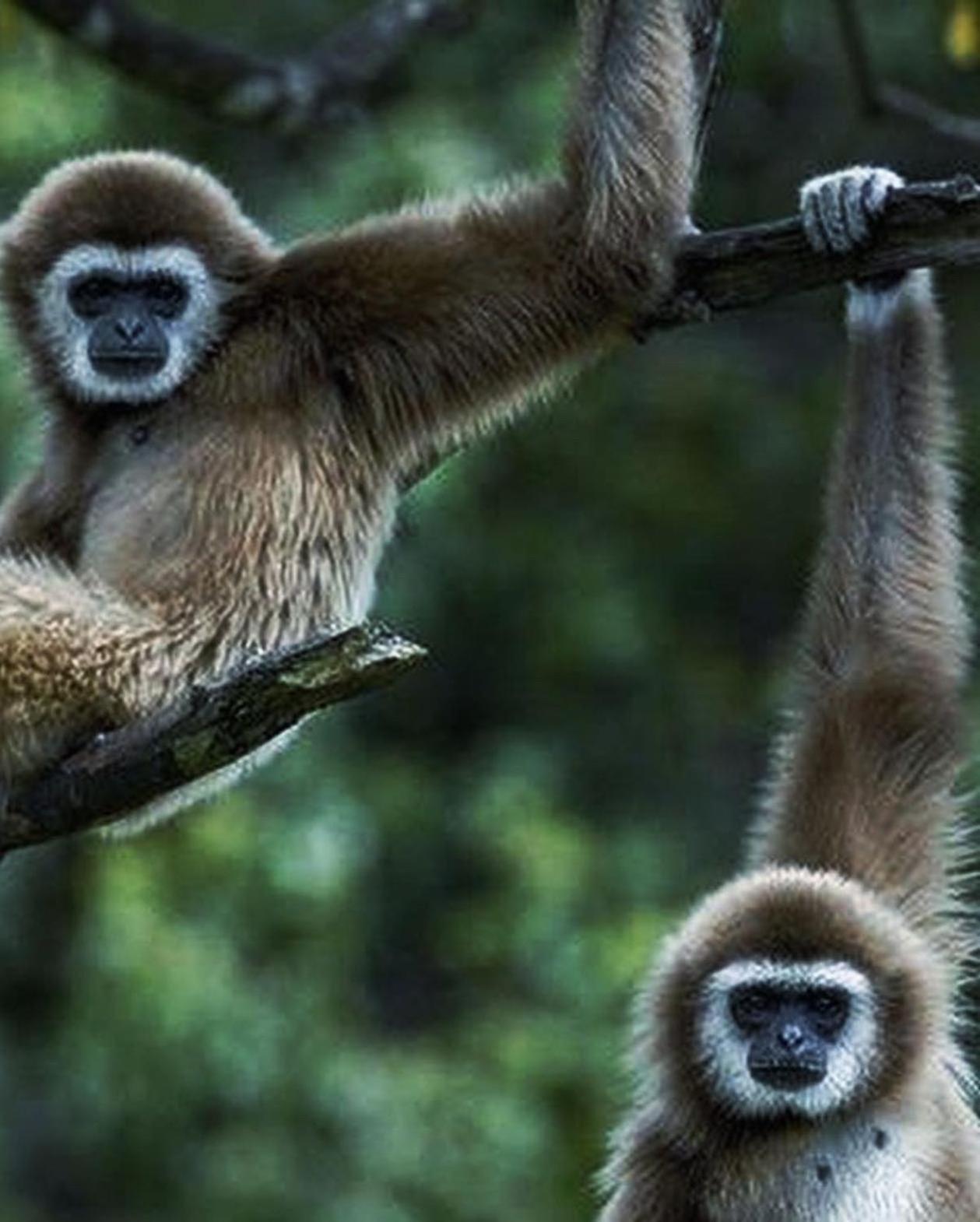Jungle Life Guest House - Trekking & Transport Only Book With Us Bukit Lawang Εξωτερικό φωτογραφία