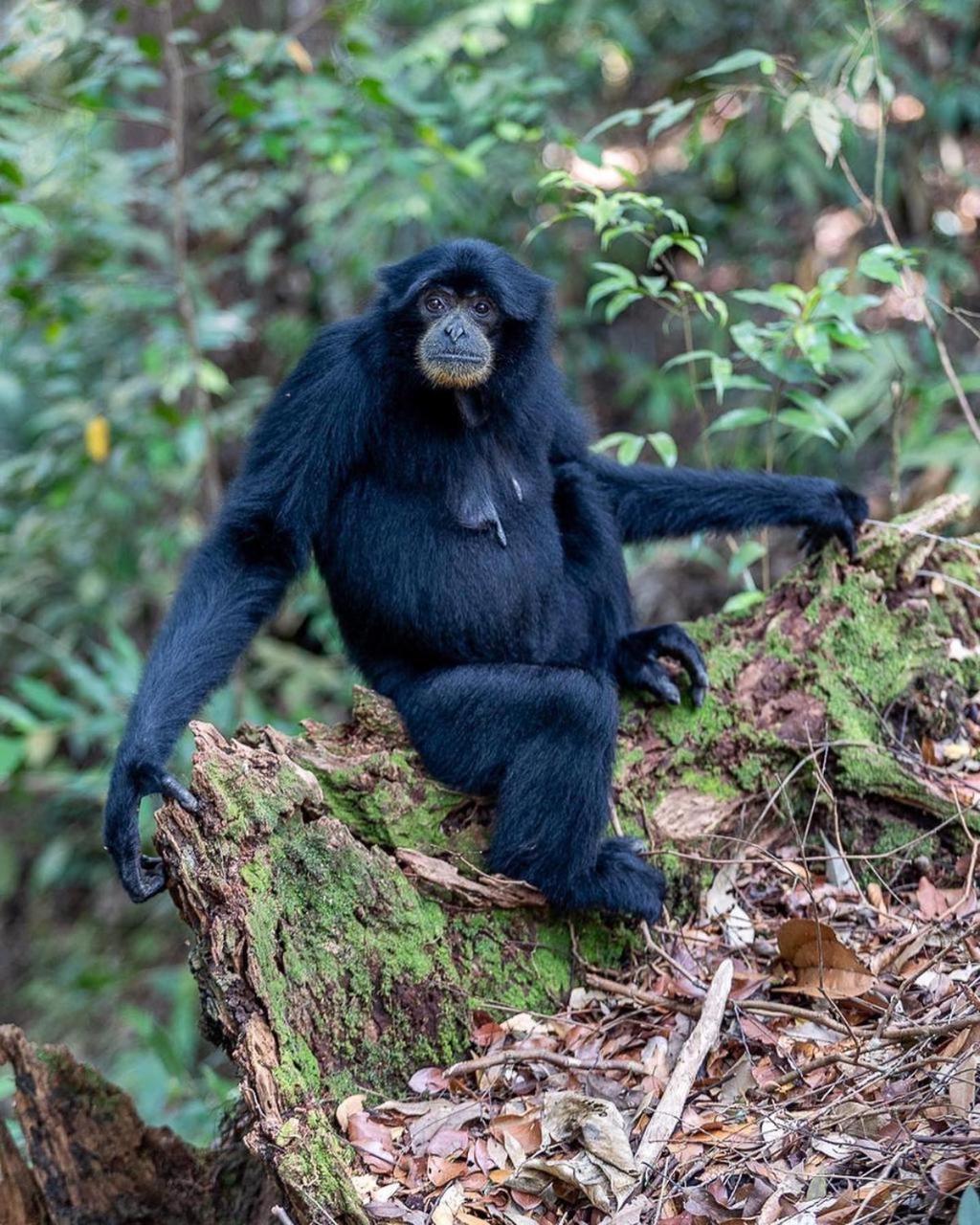Jungle Life Guest House - Trekking & Transport Only Book With Us Bukit Lawang Εξωτερικό φωτογραφία