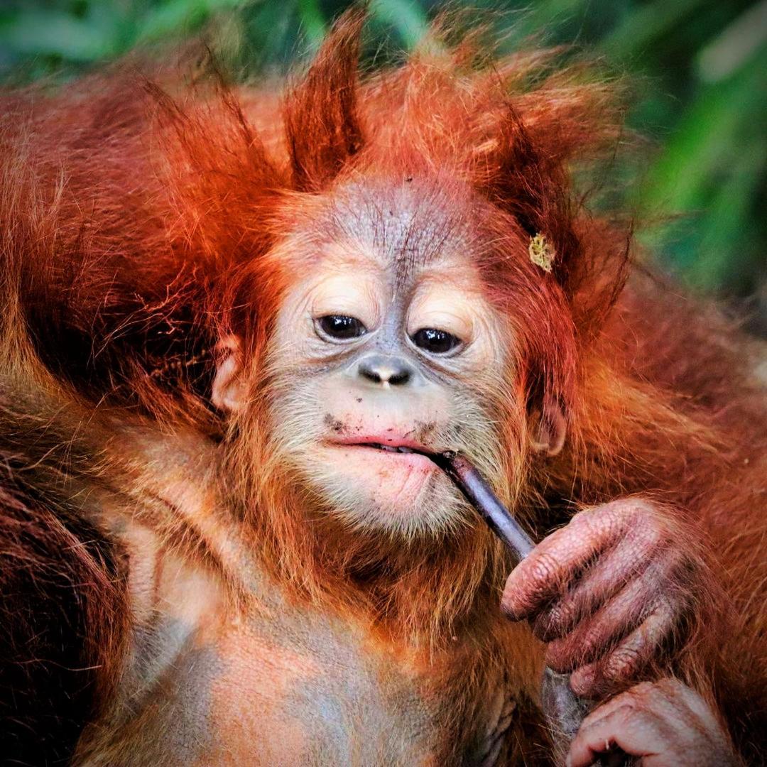 Jungle Life Guest House - Trekking & Transport Only Book With Us Bukit Lawang Εξωτερικό φωτογραφία